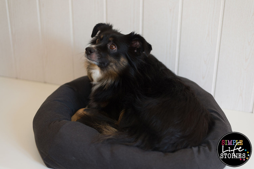 Nähanleitung: Hunde- oder Katzenbett selber machen