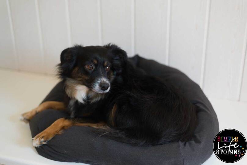 Nähanleitung: Hunde- oder Katzenbett selber machen