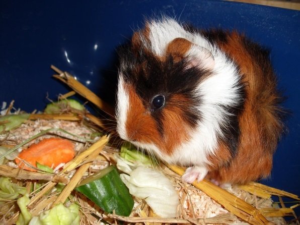 Construction Manua Guinea Pig Villa Elli! - Image 2