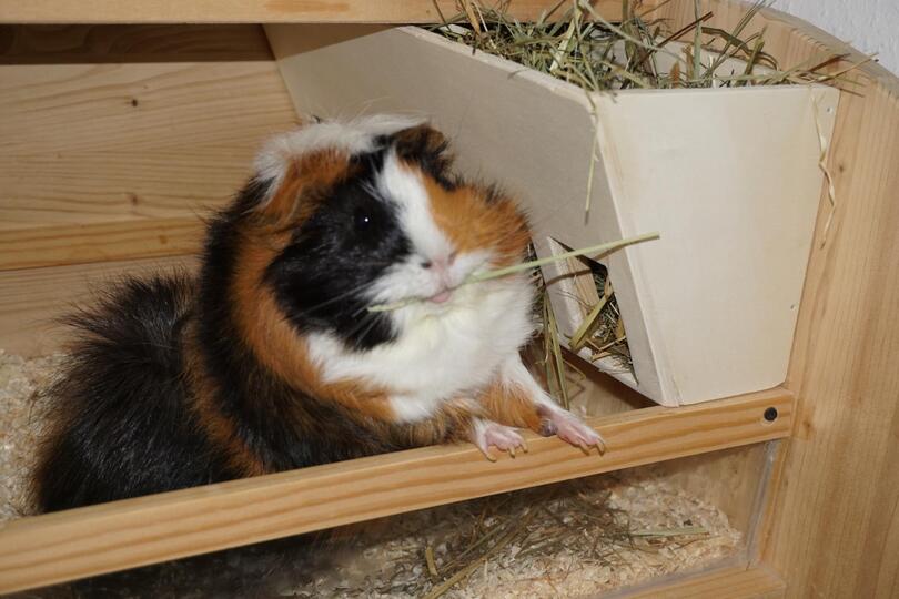 Construction Manua Guinea Pig Villa Elli!