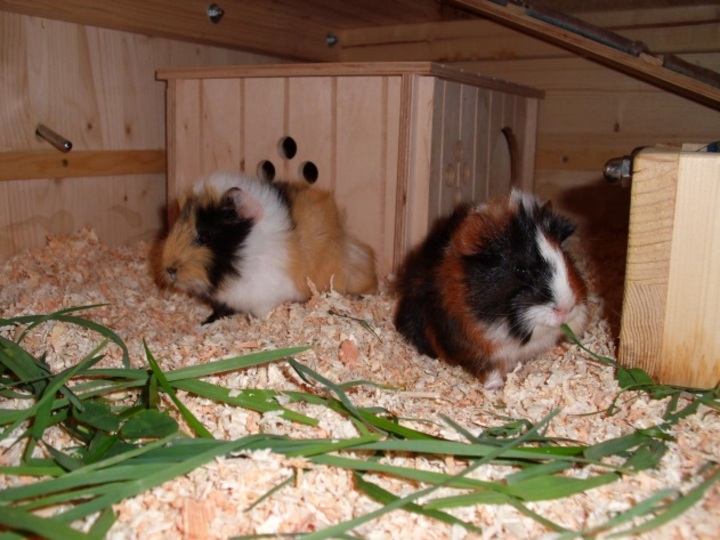 Construction Manua Guinea Pig Villa Elli!