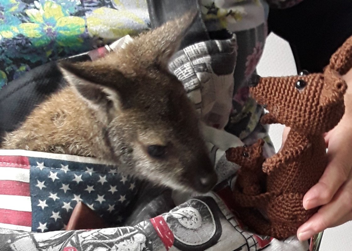 Känguru Mutti und Kind