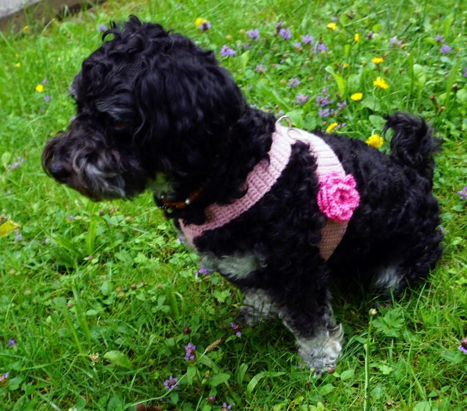 Small curly black dog wearing a pink crocheted harness with a pink flower, standing on grass with small wildflowers.