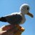 Crochet seagull pattern