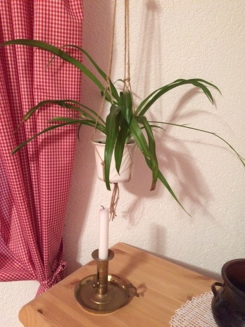 Hängender Blumentopf vor rotem Vichykaro-Vorhang, Holztisch mit metallischem Kerzenhalter