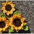 - SUNFLOWER - Blume häkeln, in 3 Varianten, Blätter und Variationsmöglichkeiten, das ganze Jahr geeignet
