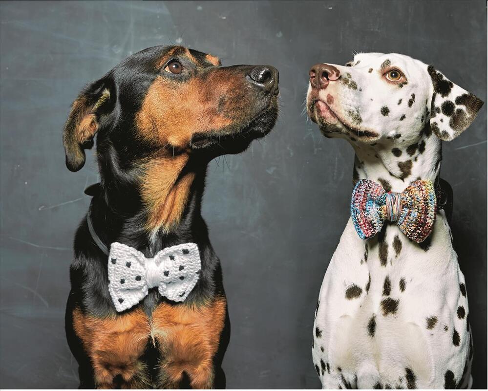 Zwei Hunde mit gehäkelten Fliegen, eine weiße mit Punkten und eine mehrfarbige