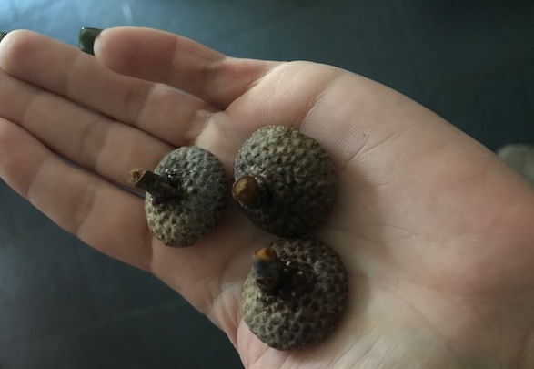 Hand hält drei gehäkelte Eichelkappen in naturfarben