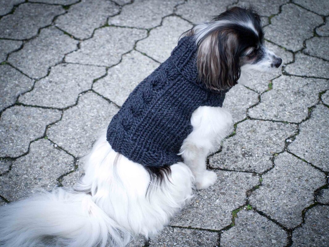 Hundepullover mit Zopfmuster, für Anfänger und Fortgeschrittene (gestrickt) - Bild 6