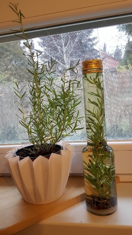 Weißer Pflanztopf mit Rosmarin neben einer Glasflasche mit eingelegtem Rosmarinzweig und Gewürzkörnern auf einer Fensterbank