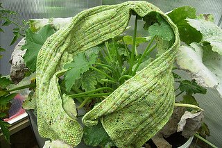 Schal Schilf im Morgentau