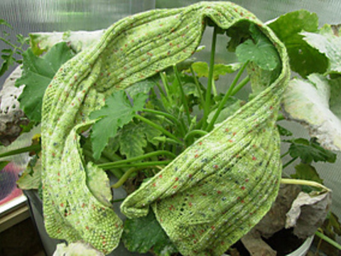 Schal Schilf im Morgentau