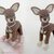 059 Crochet Pattern - Toy Terrier dog - PDF file Amigurumi by Chirkova CP