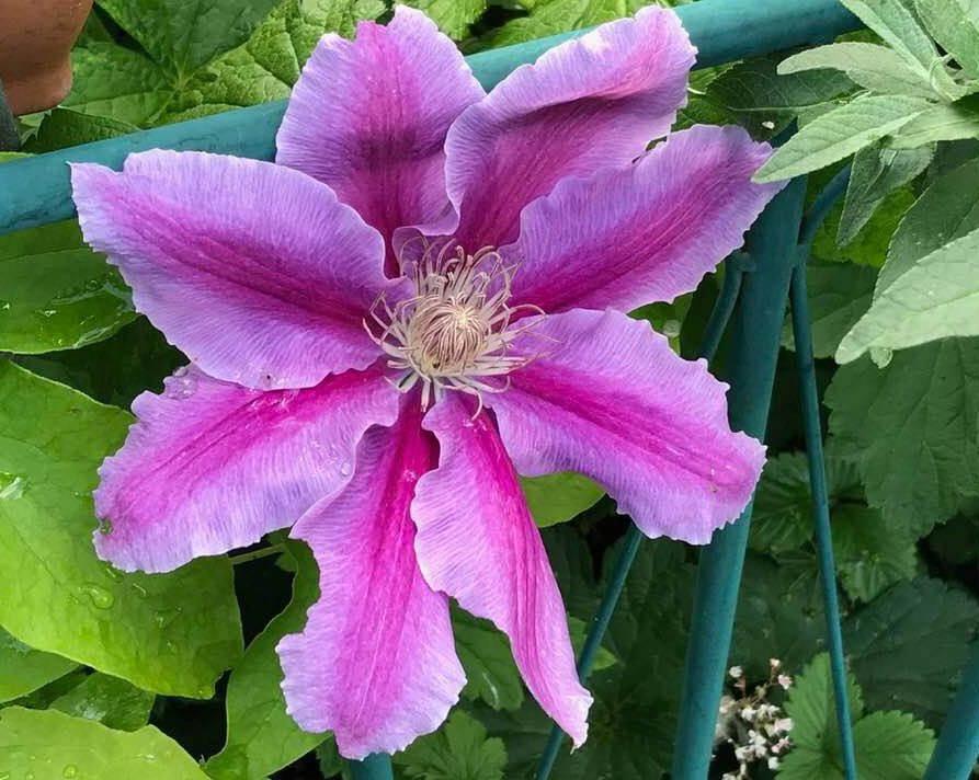 Oberarme ADE "ANGELIKA" - Bild 2