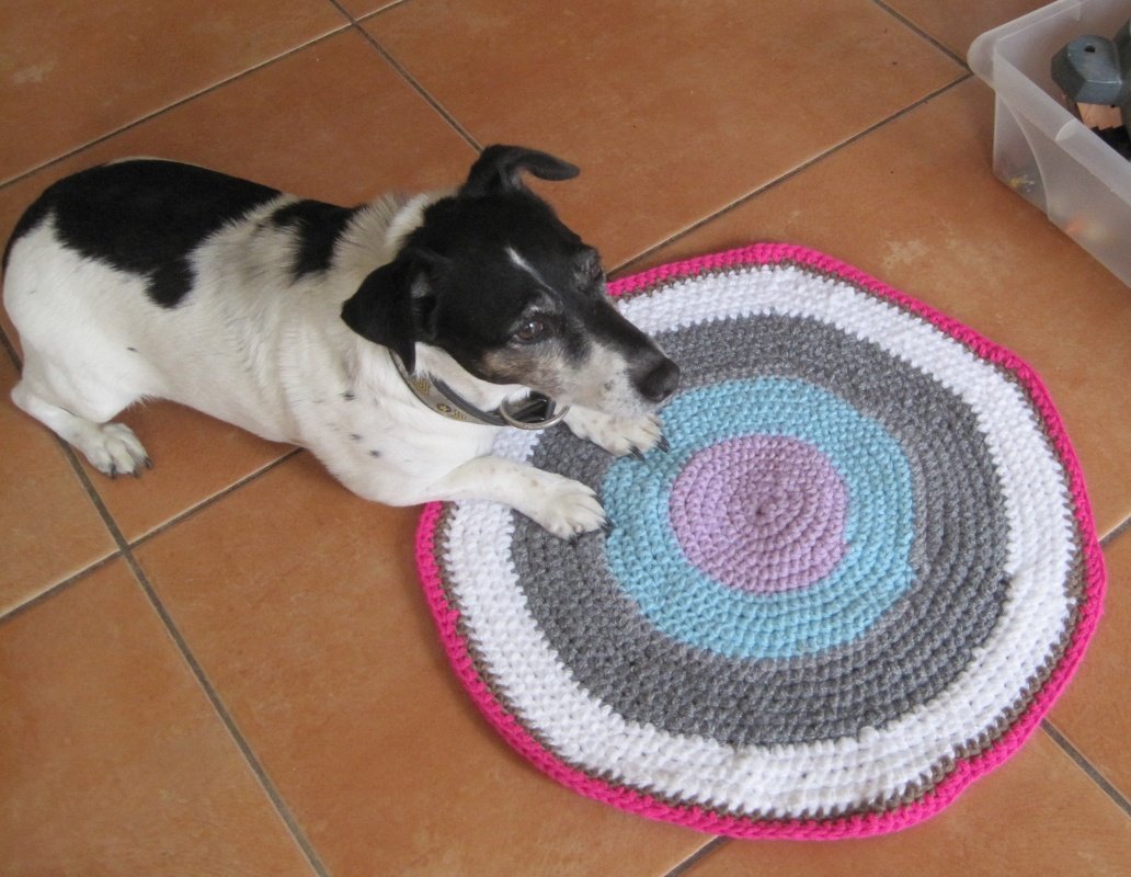 Kleiner Hund auf rundem, gehäkeltem Teppich mit bunten Ringen