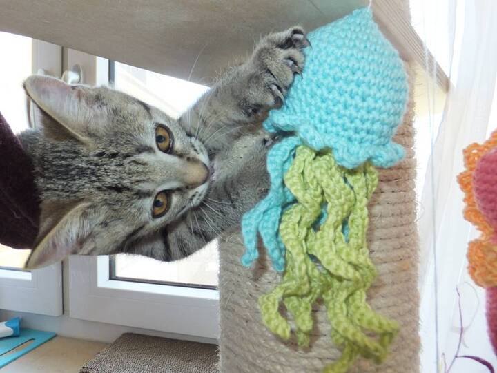 Set: Qualle Seepferdchen Krabbe