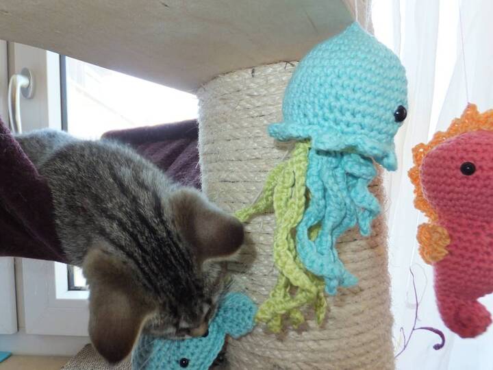 Set: Qualle Seepferdchen Krabbe