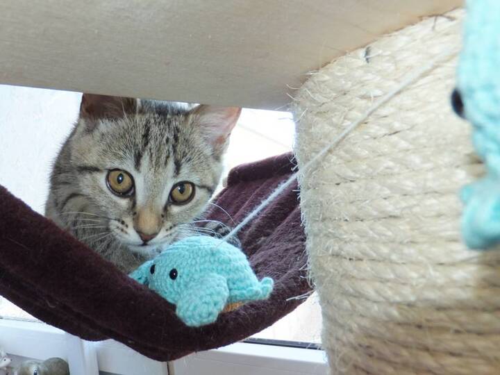 Set: Qualle Seepferdchen Krabbe