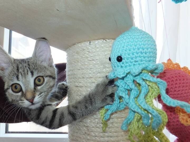 Set: Qualle Seepferdchen Krabbe