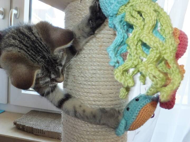 Set: Qualle Seepferdchen Krabbe