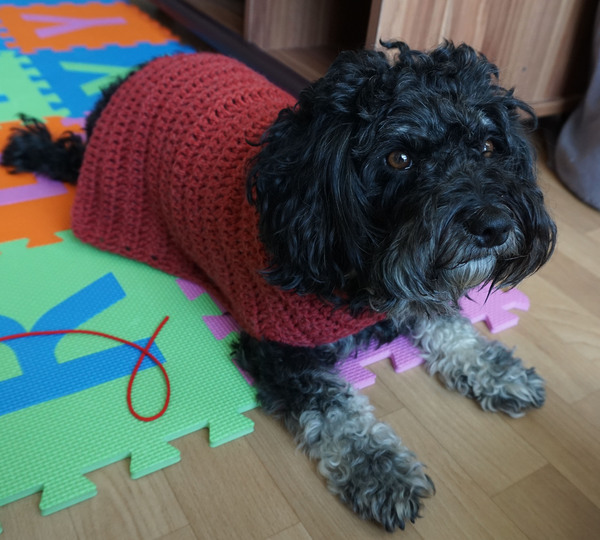Crochet Pattern for the easy dog coat!