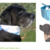 Dandy tie-on add-on reversible dog bandana sewing pattern