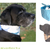 DANDY tie-on: pattern add-on reversible dog bandana sewing pattern