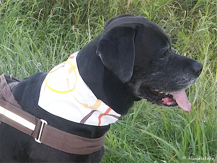 DANDY slip-on: pattern add-on reversible dog bandana sewing tutorial