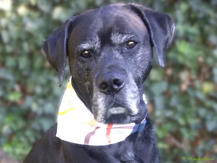DANDY slip-on: pattern add-on reversible dog bandana sewing tutorial