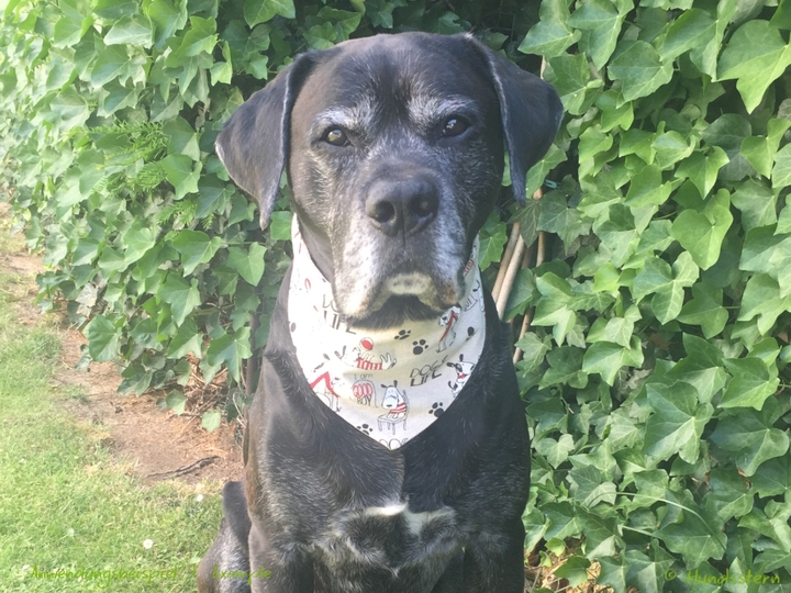 DANDY slip-on: pattern add-on reversible dog bandana sewing tutorial