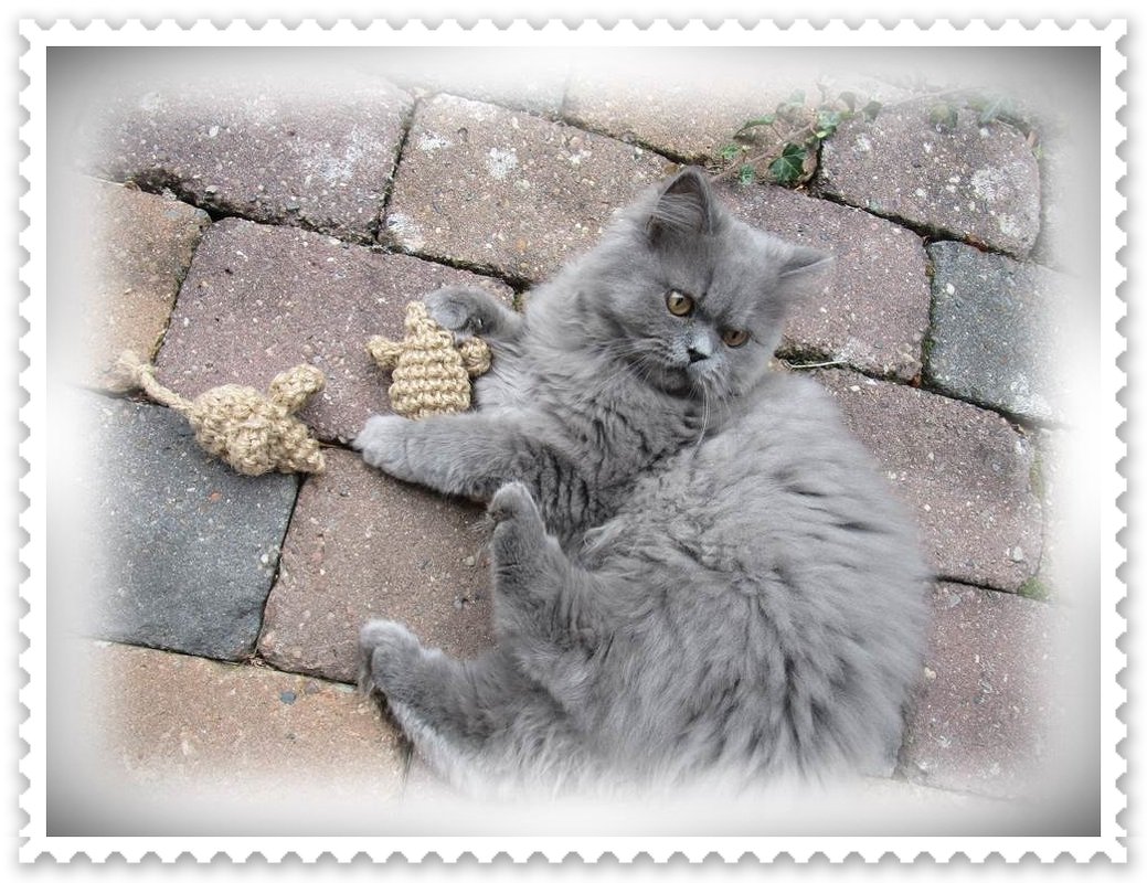 Graue Katze neben zwei kleinen gehäkelten Mäusen auf Pflastersteinen zum Größenvergleich