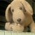 Amigurumi Hund Häkelanleitung