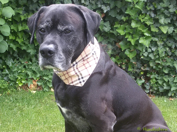 DANDY Basic: Reversible Dog Bandana Sewing Pattern