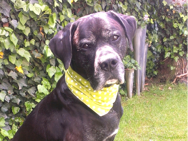 DANDY Basic: Reversible Dog Bandana Sewing Pattern