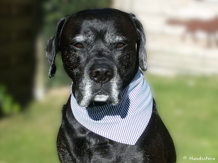 DANDY Basic: Wende-Hunde-Halstuch Nähanleitung+Schnitt