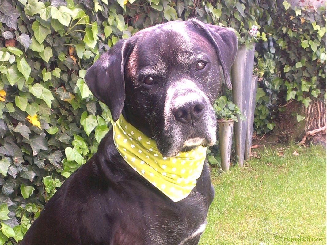 DANDY Basic: Wende-Hunde-Halstuch Nähanleitung+Schnitt - Bild 14