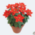 Crochet pattern poinsettia