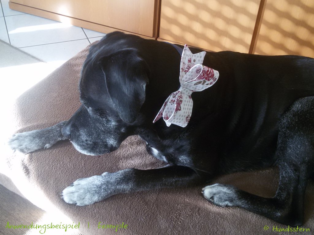 JANE Bow for Dog Collar in 3 sizes Sewing Pattern - Image 10
