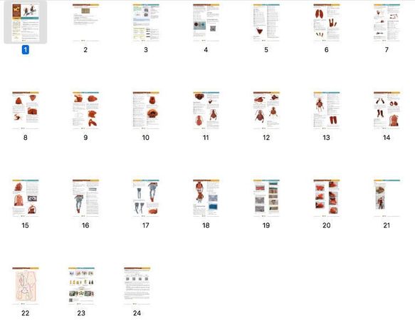 138 Crochet Pattern - Cockroach - Amigurumi PDF file by Astashova CP