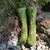 Sternzeichen Socken "Zwillinge"