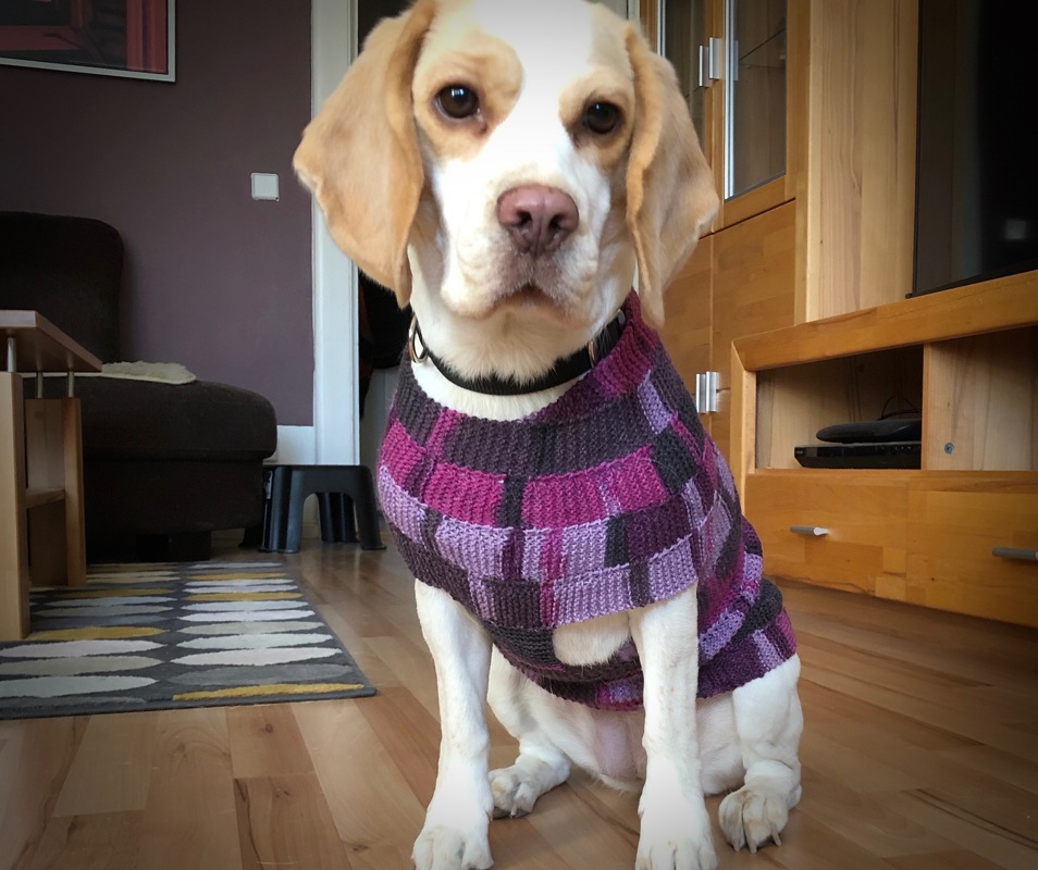 Strickanleitung Hundepullover