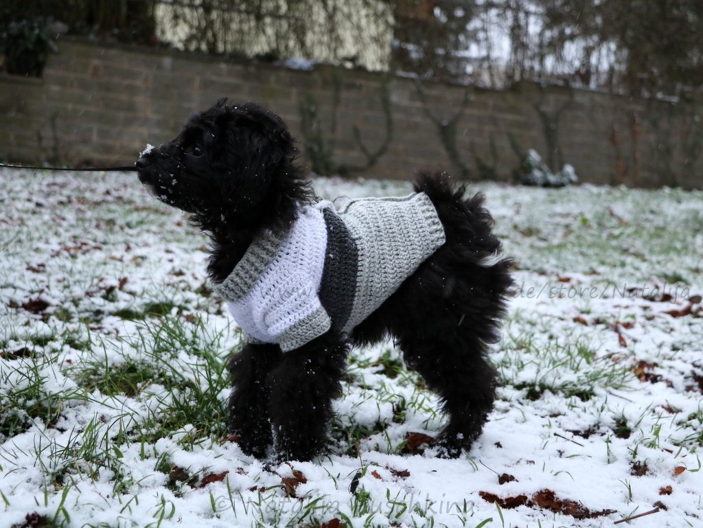 Schwarzer Hund mit gestreiftem, gehäkeltem Pullover im Schnee