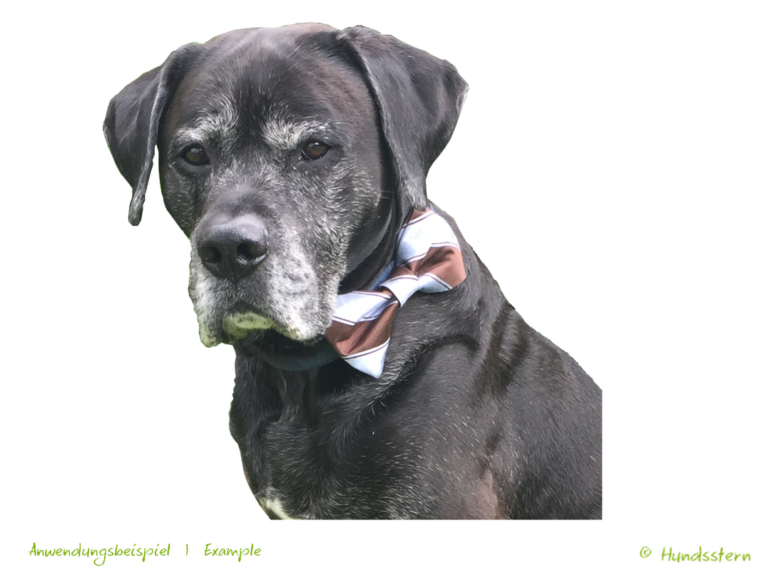 OSCAR Bow Tie for Dog Collar in 4 sizes. Sewing Pattern - Image 2