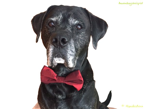 Oscar Bow Tie for Dog Collar 4 sizes Sewing Pattern