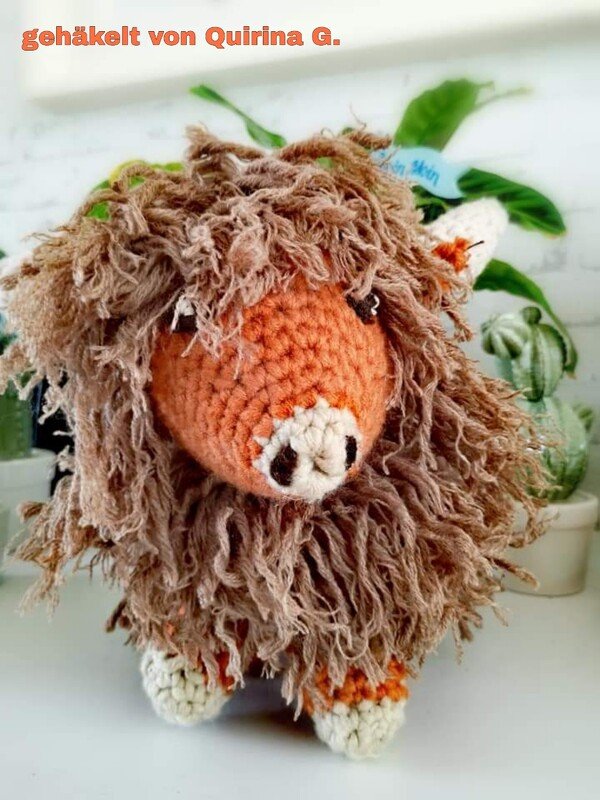 Highland Kuh / Schottisches Hochlandrind - Bild 3