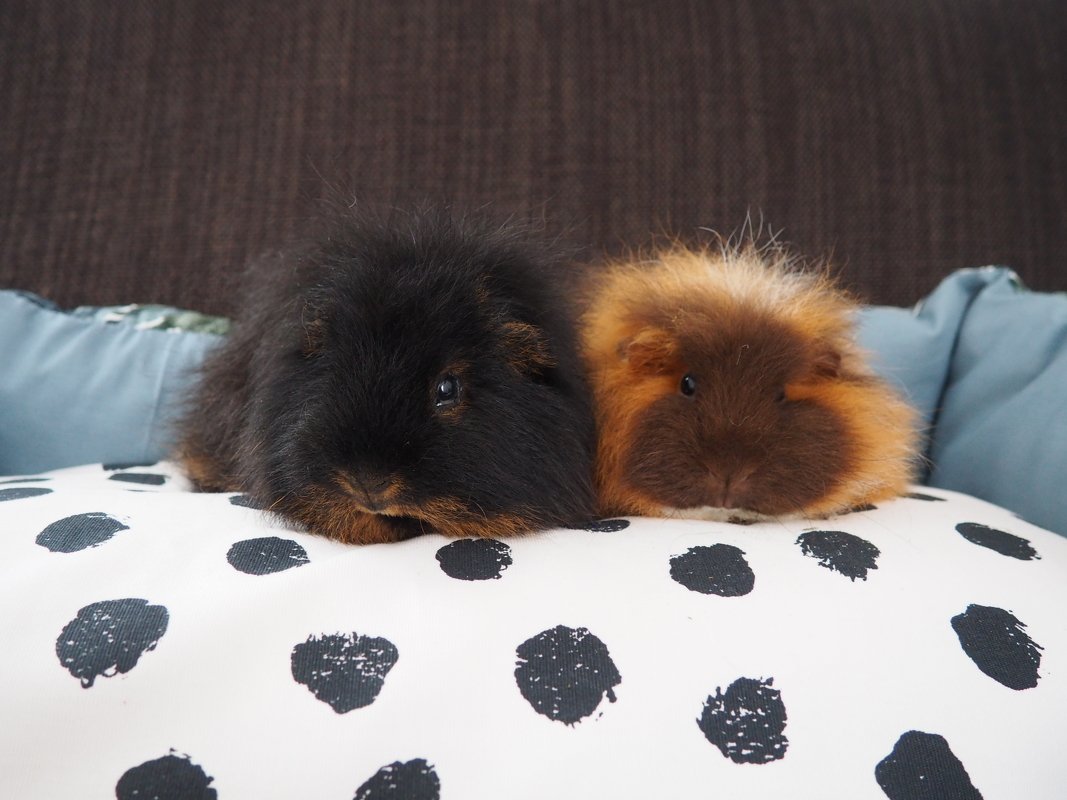 Zwei Meerschweinchen auf einem weißen Kissen mit schwarzen Punkten.
