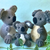 Sparpaket: Koala-Familie