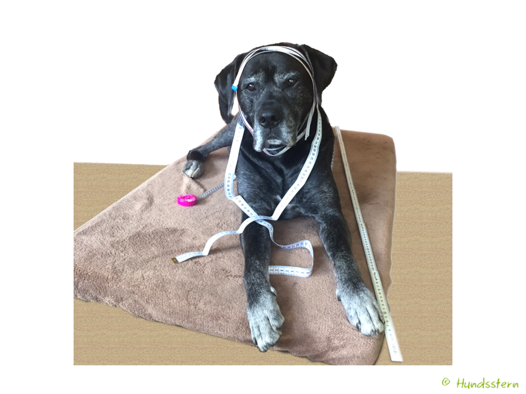 Dog measurement chart and instructions