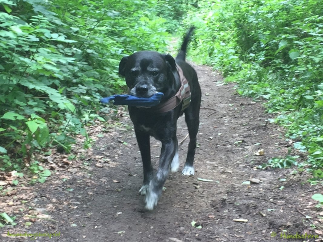 Alfie Futterdummy Apportierbeutel in 3 Größen Nähanleitung + Schnittmuster - Bild 6