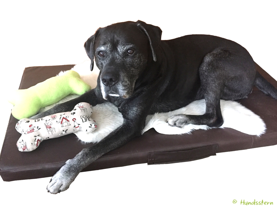 CLYDE bone pillow, cushion or toy in 3 sizes. Sewing Pattern - Image 7